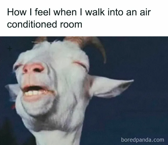 Goat with a relaxed expression, captioned humorously to capture funny memes about being Hispanic experiences.