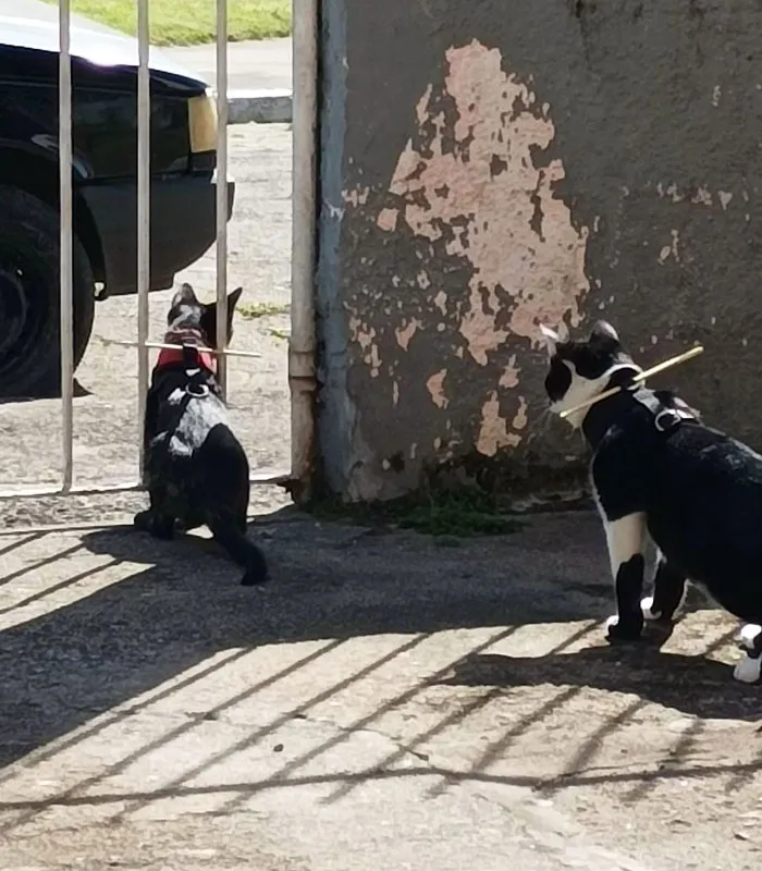 These Cats Don't Need <a Style="Display:inline;" Href="Https://Www.amazon.com/Apple-Mx532ll-A-AirTag/Dp/B0cwxns552?crid=2cxc2zmu47vey&dib=eyj2ijoimsj9.ej4jvw3fbnhhfl2sl9czhbfqa1xjkwdqfij96ln2-Kahrlnhwawr7maf9rkzeekv1djit3lmgdzczcankwe-Dtyuqe2cenx5oxduenmldy625fu2_4o2vgt6siiacn8w8kzftac4xblrl94rrbi5f55wkrxzwlyqba6jkhgltwcb5tiky2fmaou24powp7bw0xjgkhdz4thjfojcefyjsl1ogojwc31biokqkpivmuq.4tezvhobakj9sj_wtobuqltrlm6bayde7s8j4t7lfmq&dib_tag=se&keywords=apple+tag&qid=1753857611&sprefix=apple+ta%2caps%2c202&sr=8-3&linkcode=ll1&tag=bplobster-20&linkid=6dd917956cc569db1fa3b3f86b71f040&language=en_us&ref_=as_li_ss_tl" Target="_blank">  <span Style="Font:inherit;color:#d74b1f;"> Airtags</Span>, A Simple Stick Will Do!