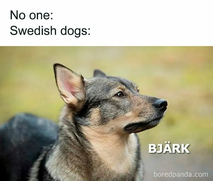 Just Barking Around
