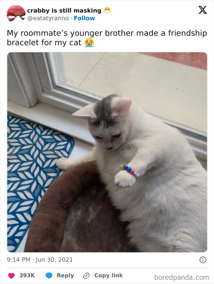 White cat sitting by window wearing a colorful friendship bracelet, spreading very important positivity and uplifting vibes.