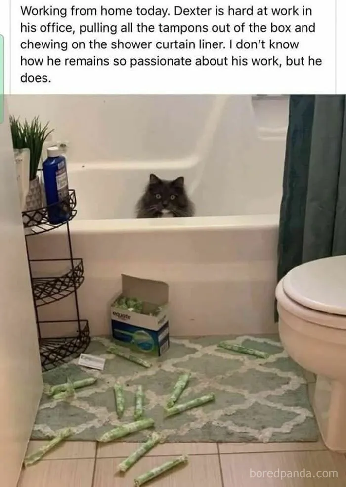 Do You Pay Him Any Money For All His Hard Work 🤣🤣🤣🤣