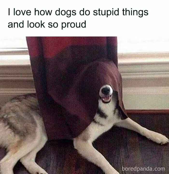 Proudly Clueless Canine