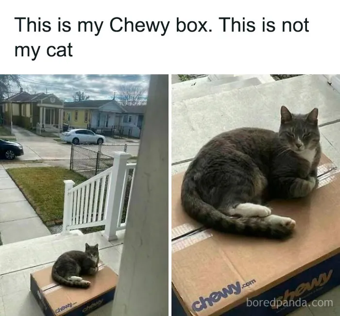 He's Just Protect Your Package. Good Cat, Good