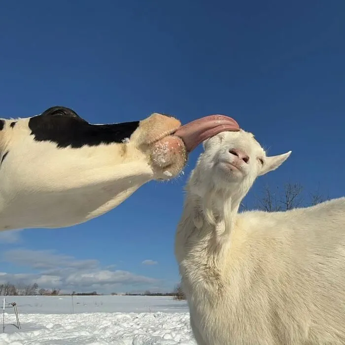 This Instagram Page Collects Hilarious And Wholesome Animal Photos, Here Are 40 Of The Best Ones