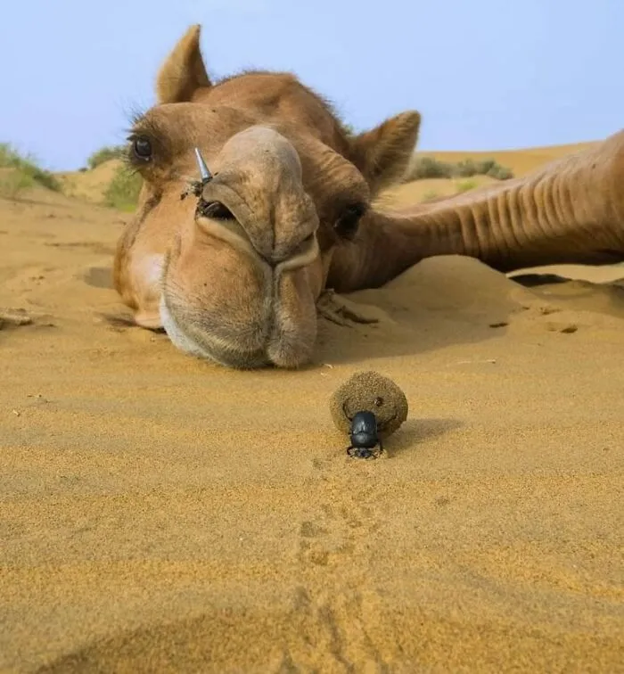 This Instagram Page Collects Hilarious And Wholesome Animal Photos, Here Are 40 Of The Best Ones