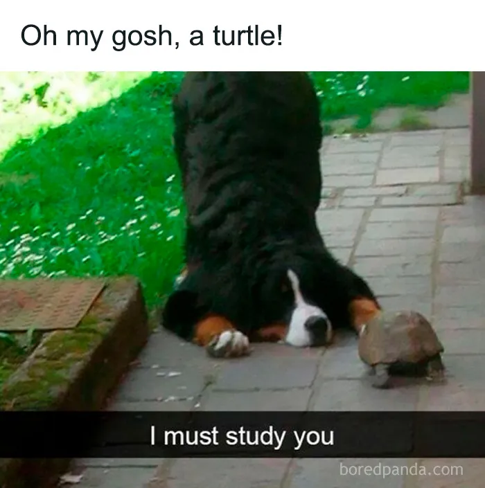 50 Cute And Funny Pics For Your Daily Dose Of Dog Content