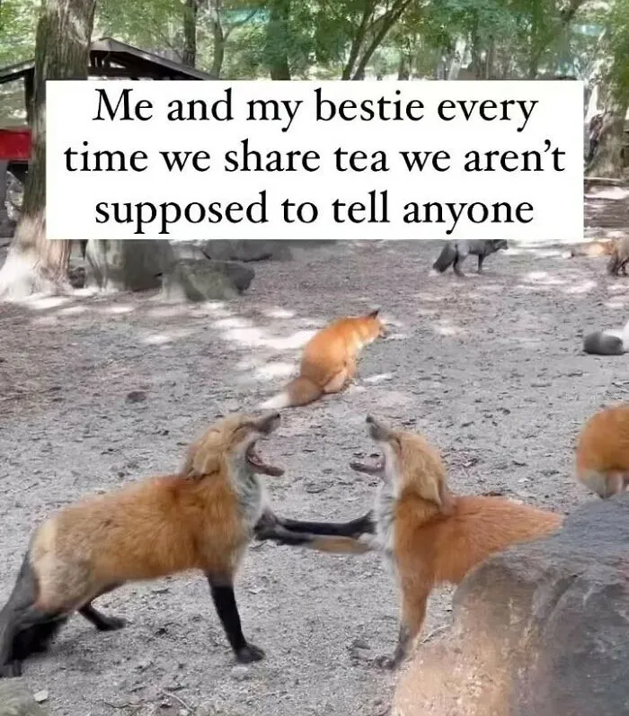 Best-Friends-Memes
