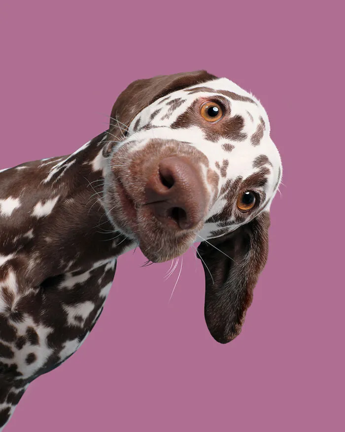 50 Of The Funniest Animal Photos Shared By Our Community