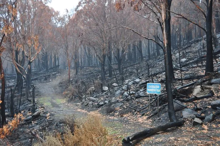 The 2009 Black Saturday Bushfires