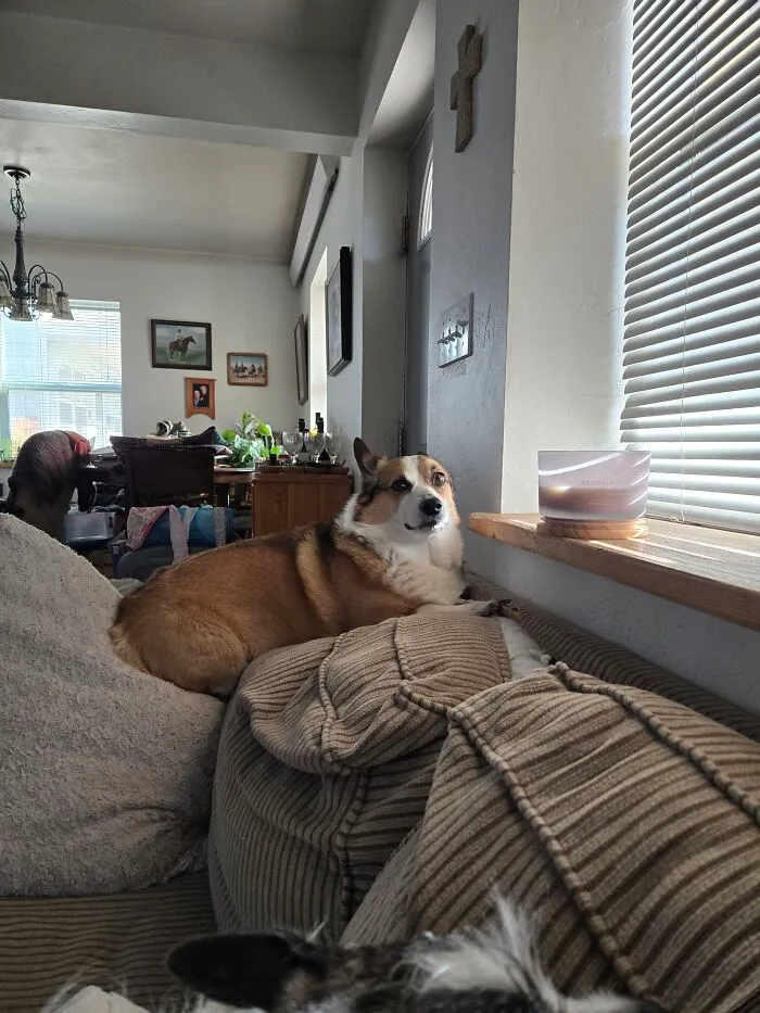 The Dog's Couch!