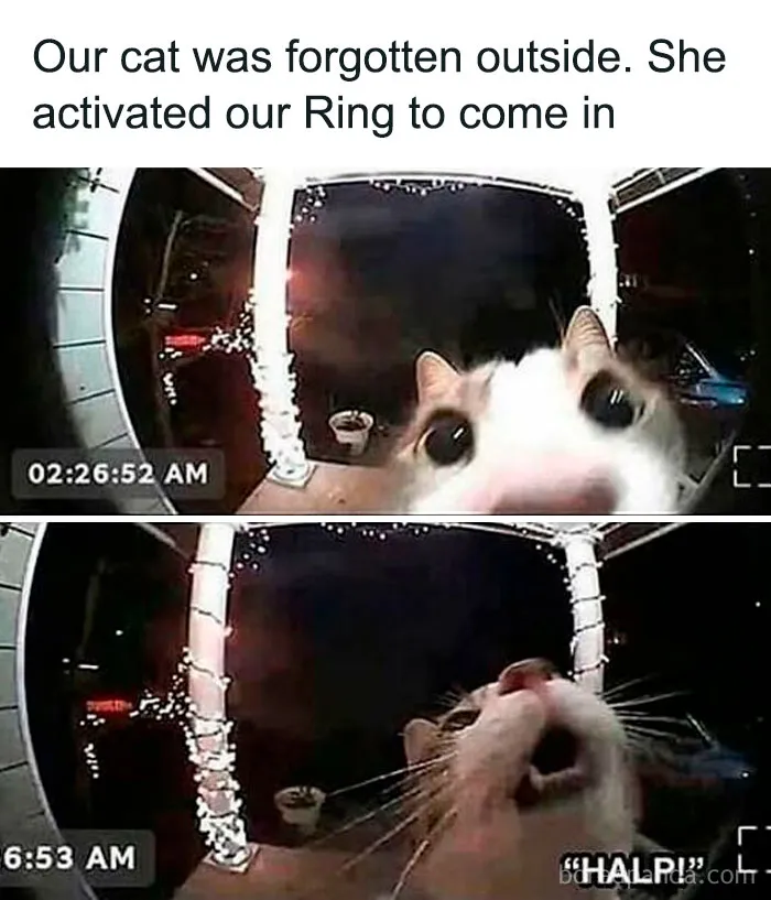 Well, Your Cat Is Smarter Than You Are