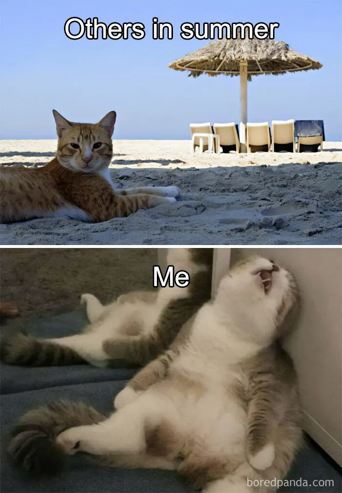 50 Red-Hot And Hilarious Summer Memes To Laugh At While You Pretend To Enjoy Being Outside