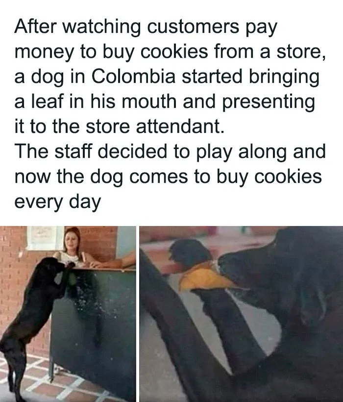 Street Smart Shopper