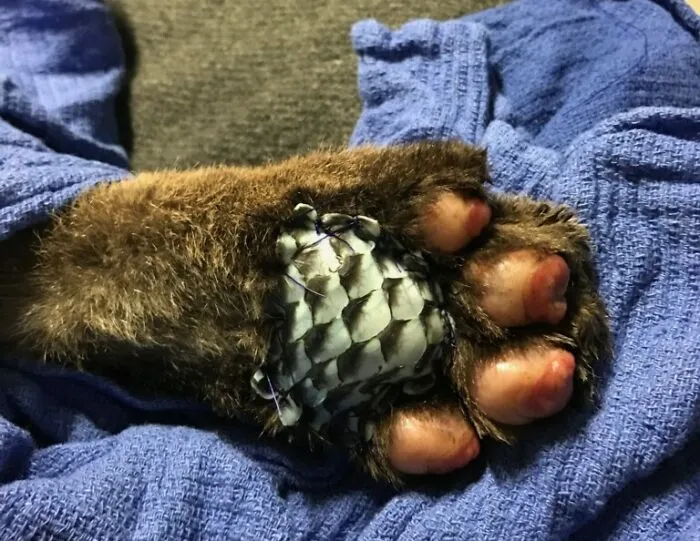 Use Fish Skin As A Bandage