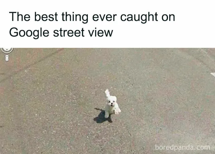Zoomies in Action