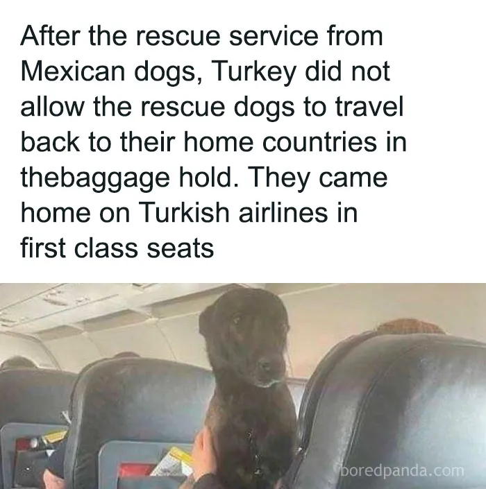 50 Cute And Funny Pics For Your Daily Dose Of Dog Content