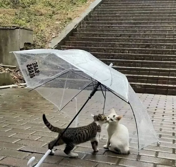 This Instagram Page Collects Hilarious And Wholesome Animal Photos, Here Are 40 Of The Best Ones