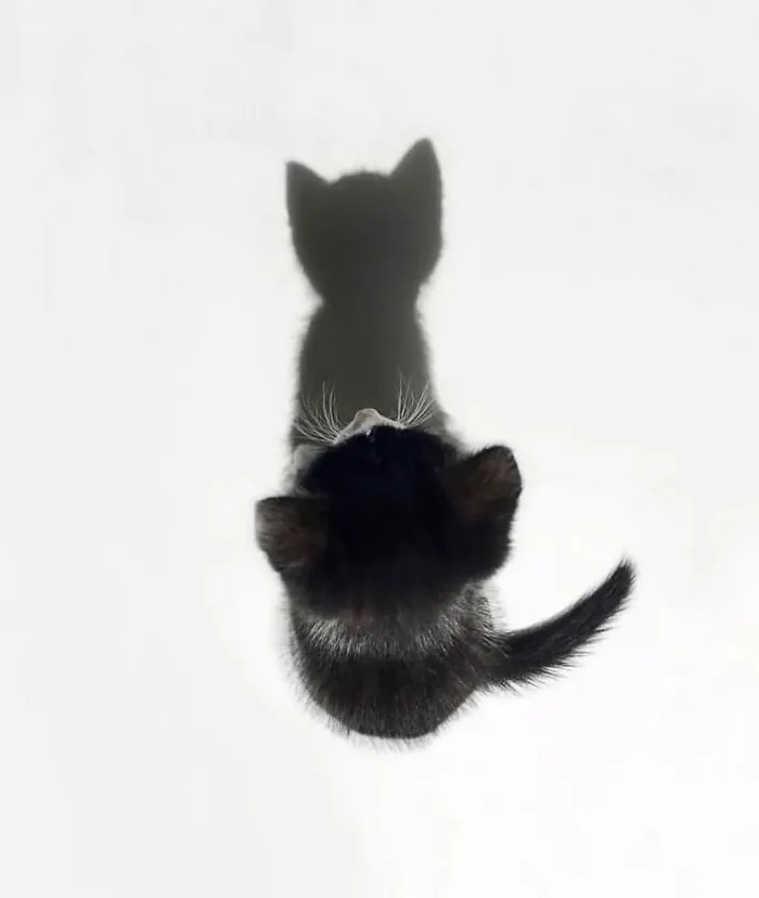 This Instagram Page Collects Hilarious And Wholesome Animal Photos, Here Are 40 Of The Best Ones