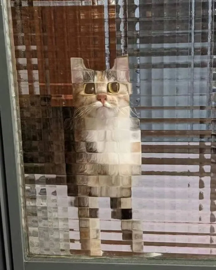 This Instagram Page Collects Hilarious And Wholesome Animal Photos, Here Are 40 Of The Best Ones