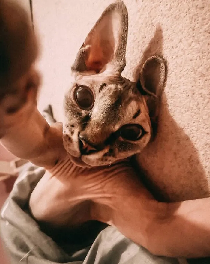 While You're Away, Your Cat's Taking Selfies (10 Pics)
