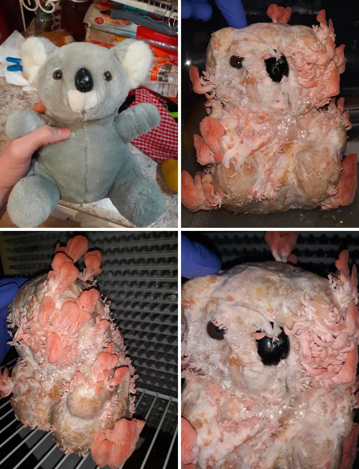 Plush koala stuffed toy overtaken by pink fungus and mold, showing nature's terrifying ability to stop people in their tracks.