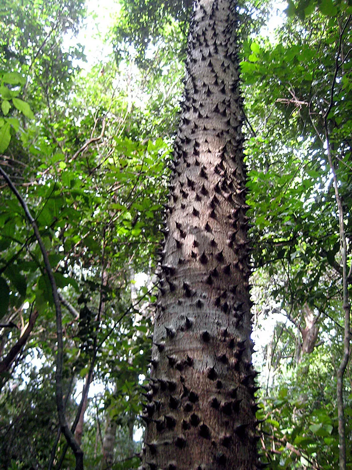 El árbol catahua, también conocido como el "árbol dinamita", produce frutos explosivos.