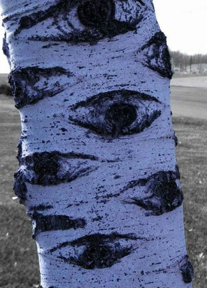 Este patrón en la corteza del árbol que parece ojos