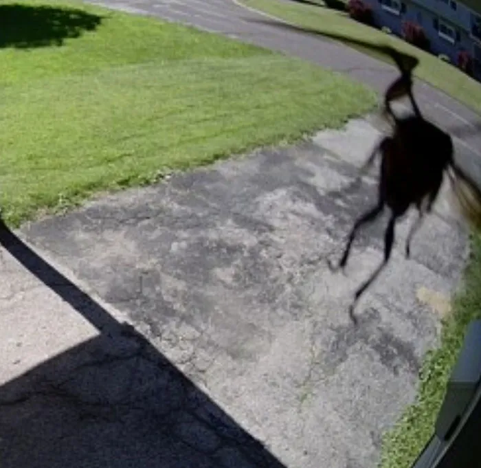 Unclear flying insect captured close to a doorbell camera, showcasing a terrifying moment nature stopped people in their tracks.