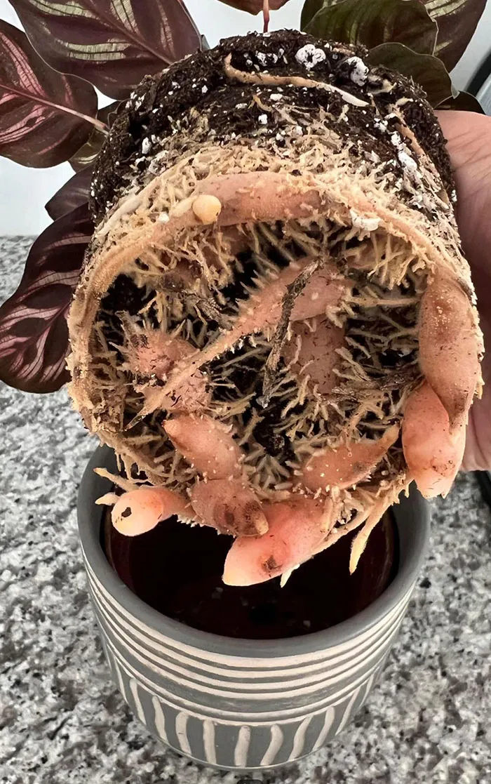 Close-up of plant roots with strange bulbous growths, showing a terrifying time nature stopped people in their tracks.
