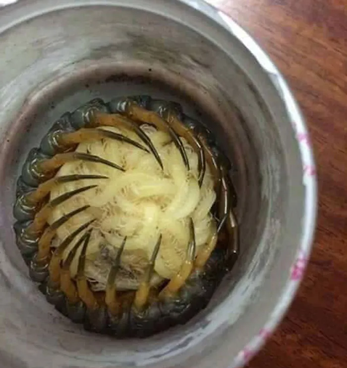 Ciempiés cuidando de sus crías