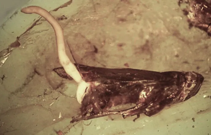 A close-up of a decayed insect with a fungal growth sprouting, showcasing a terrifying time nature stopped people in their tracks.