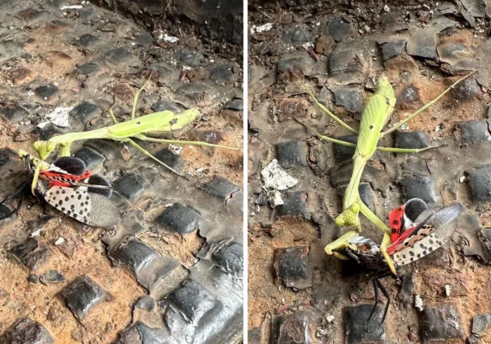 La mantis religiosa contribuye a librarnos de la polilla linterna invasora