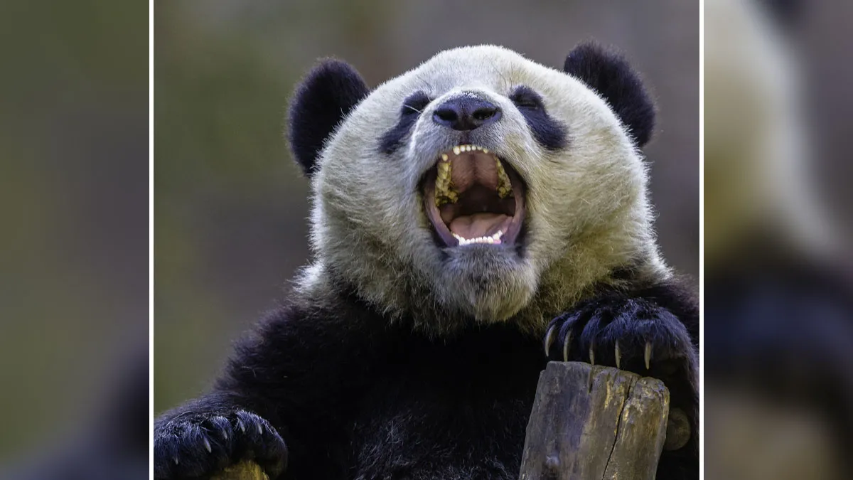 The Biological Illusion That Makes Pandas Look Far Less Dangerous Than They Actually Are