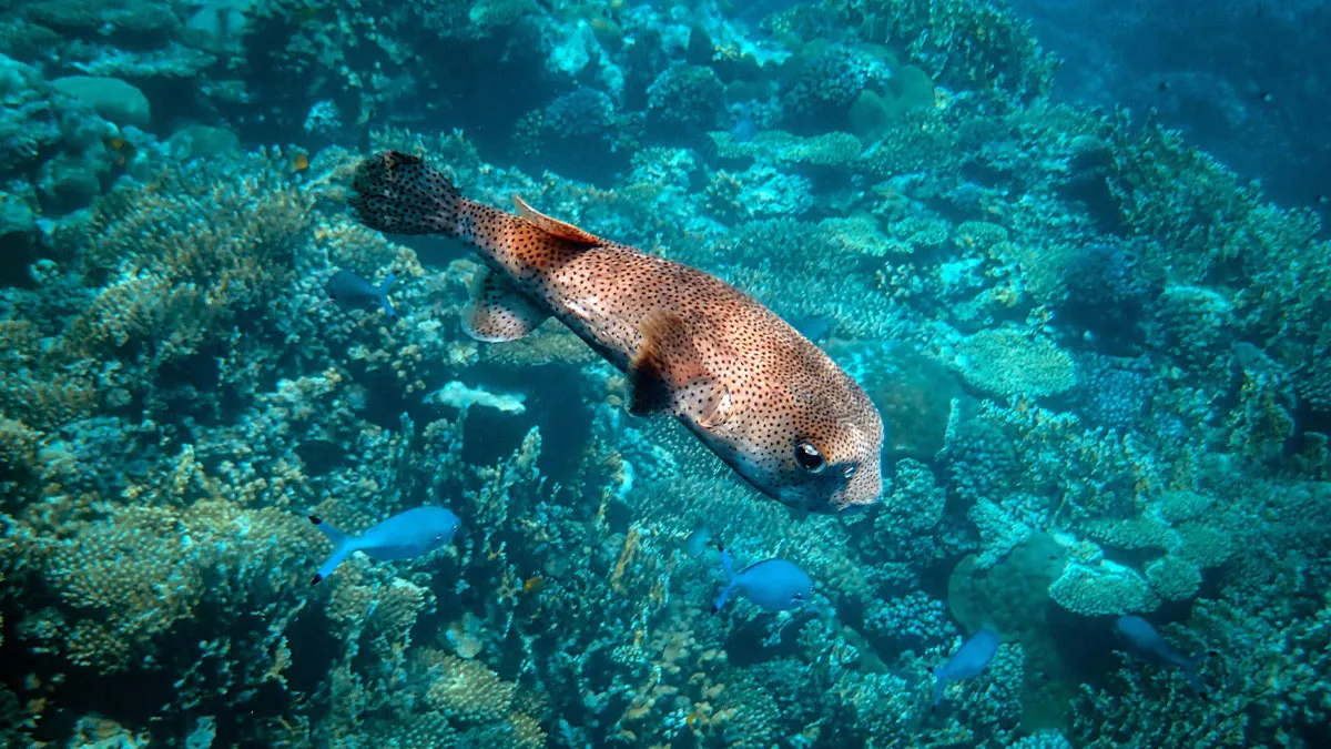 The Science Behind The 30 Craziest Animal Facts