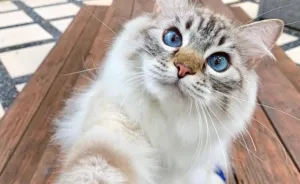 While You're Away, Your Cat's Taking Selfies (10 Pics)