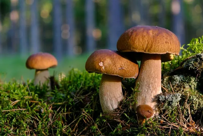 Close-up of rare mushrooms growing in moss, illustrating nature’s link to rare phobias and unusual fears.