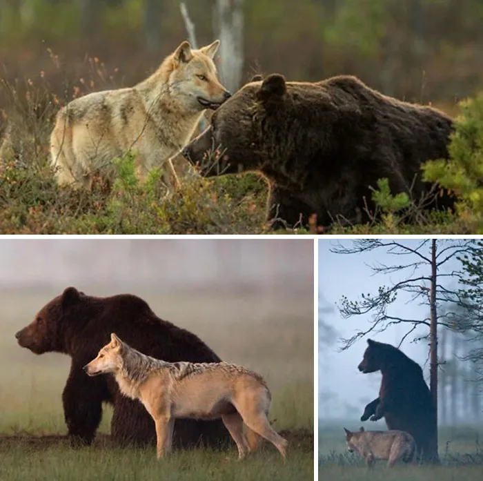 Esta loba gris y este oso pardo fueron avistados cada noche durante diez días seguidos por un fotógrafo finlandés, pasando varias horas juntos entre las 8 p.m. y las 4 a.m. Incluso compartían comida.