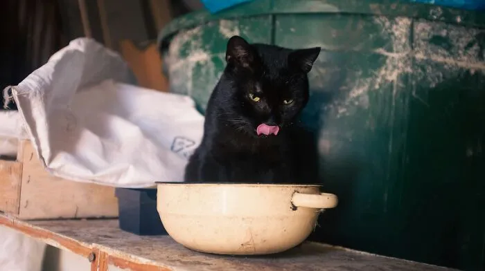 These 40 Sneaky Pets Knew Exactly What They Were Doing, And It’s Equal Parts Genius And Evil