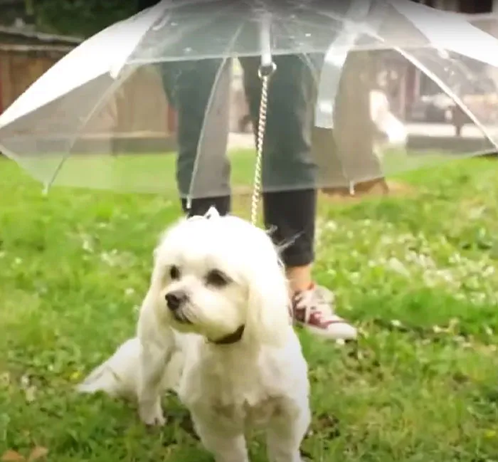 Leash-Mounted Dogbrella