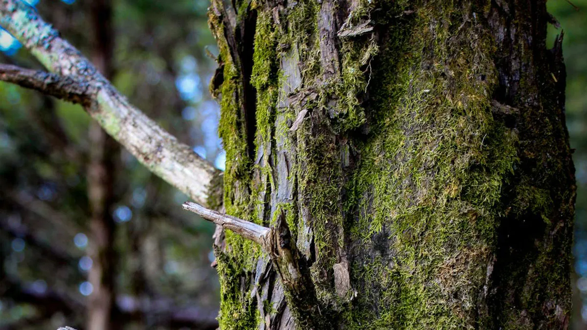 "Run Away As Fast As You Can": 50 Fake Survival Tips That No One Should Follow