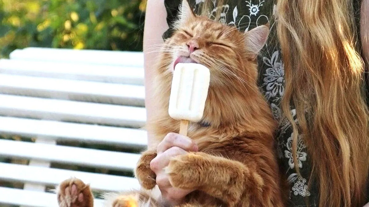 50 Aww-Inducing Pics Of Cats That Are Impossible Not To Enjoy