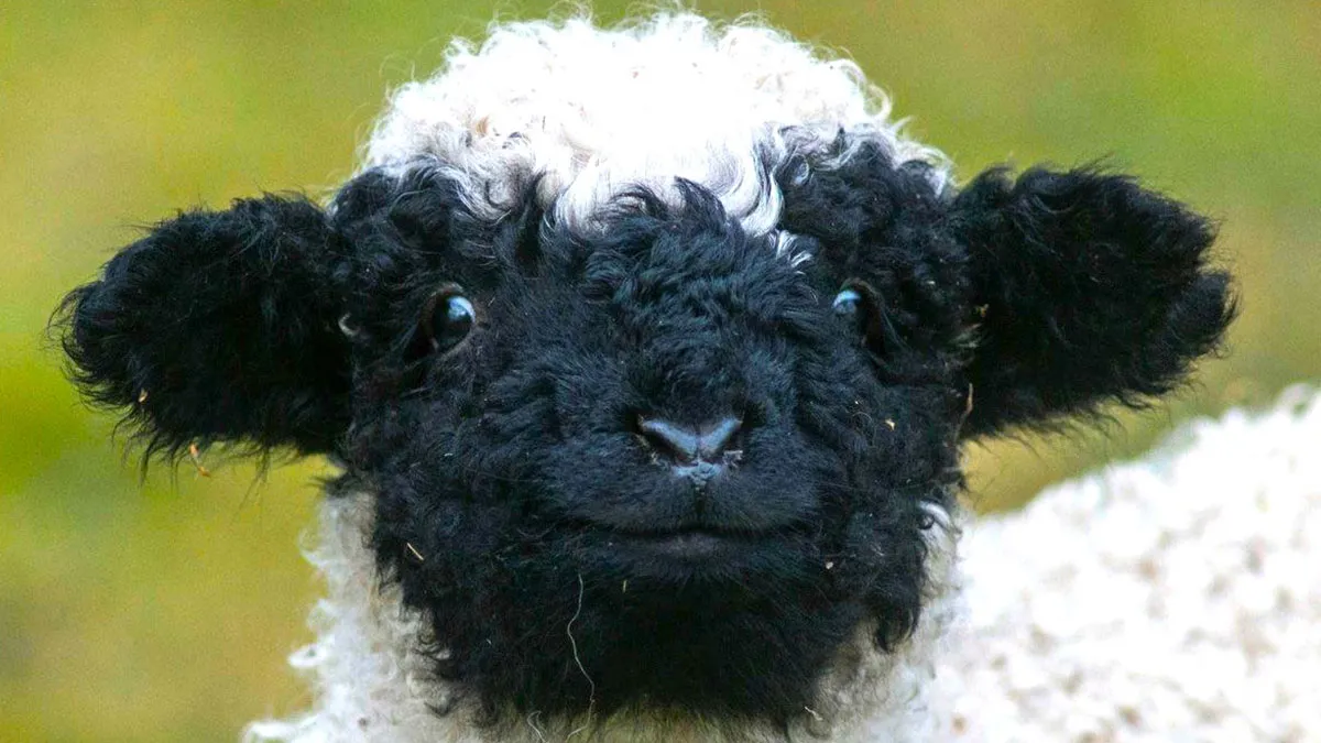 50 Wholesome Photos That Prove We Don’t Deserve Animals