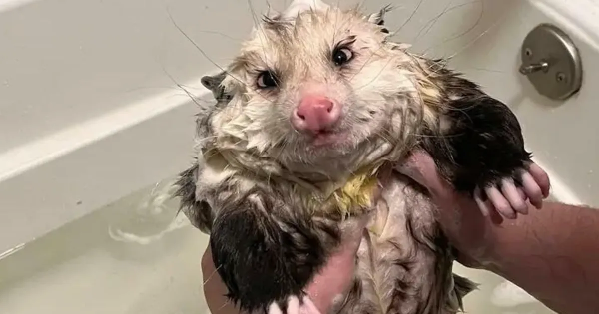 45 Animales adorables para alegrarte el día (nuevas fotos)