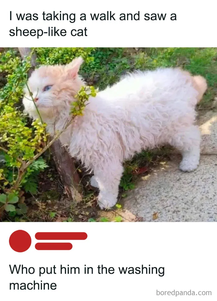 Fluffy cat with sheep-like curly fur outside on a walk, evoking very important positivity in a funny moment.