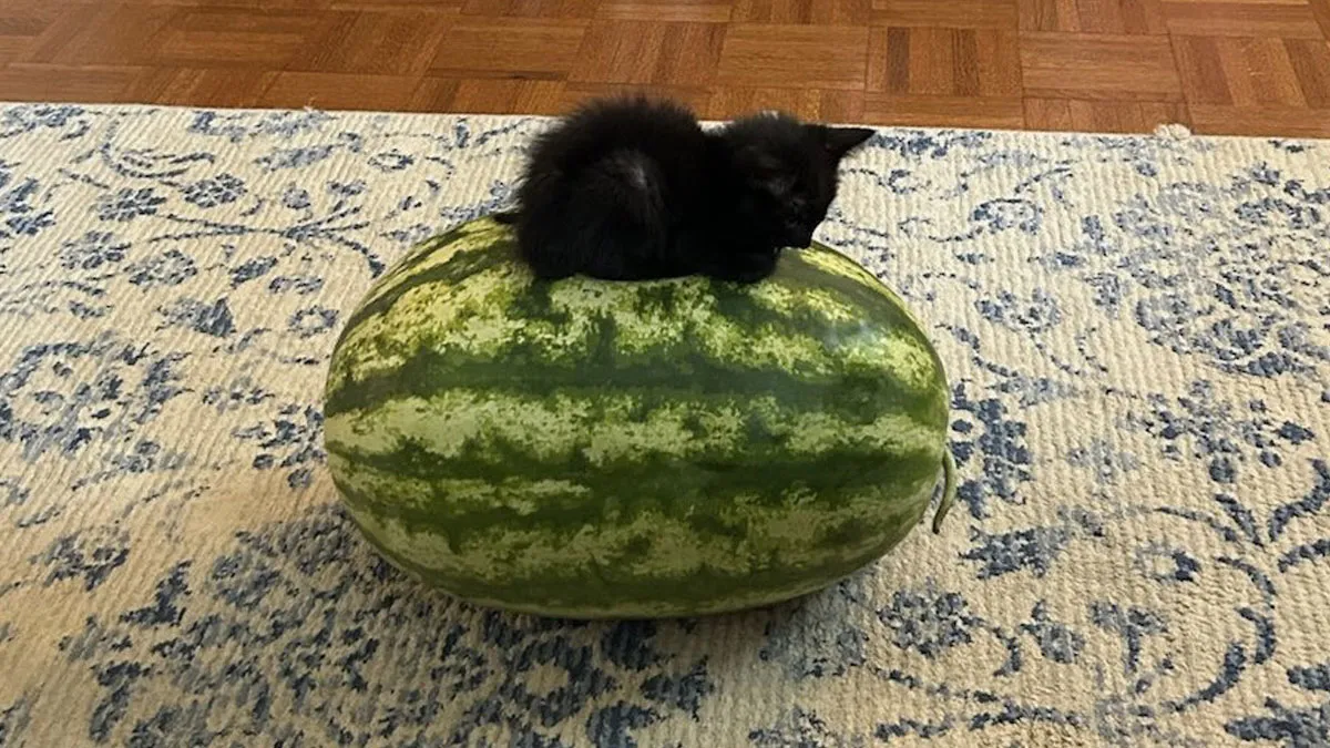 50 Wholesome Pics Full Of ‘Very Important Positivity’ That Everyone Needs To See (New Pics)