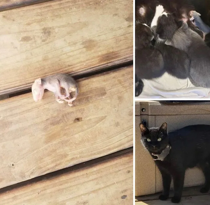 La gata negra de mi vecina tuvo gatitos y encontraron una cría de zarigüeya en su terraza que debe haberse caído de su madre.