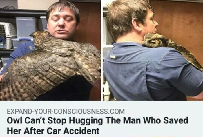 Blessed Owl
