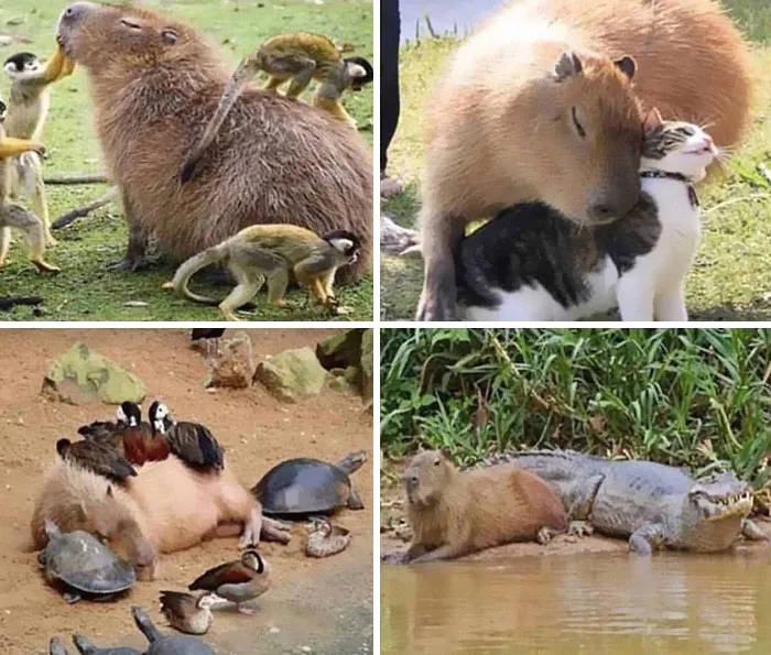 ¿Qué pasa con los capibaras relajándose con otros animales?