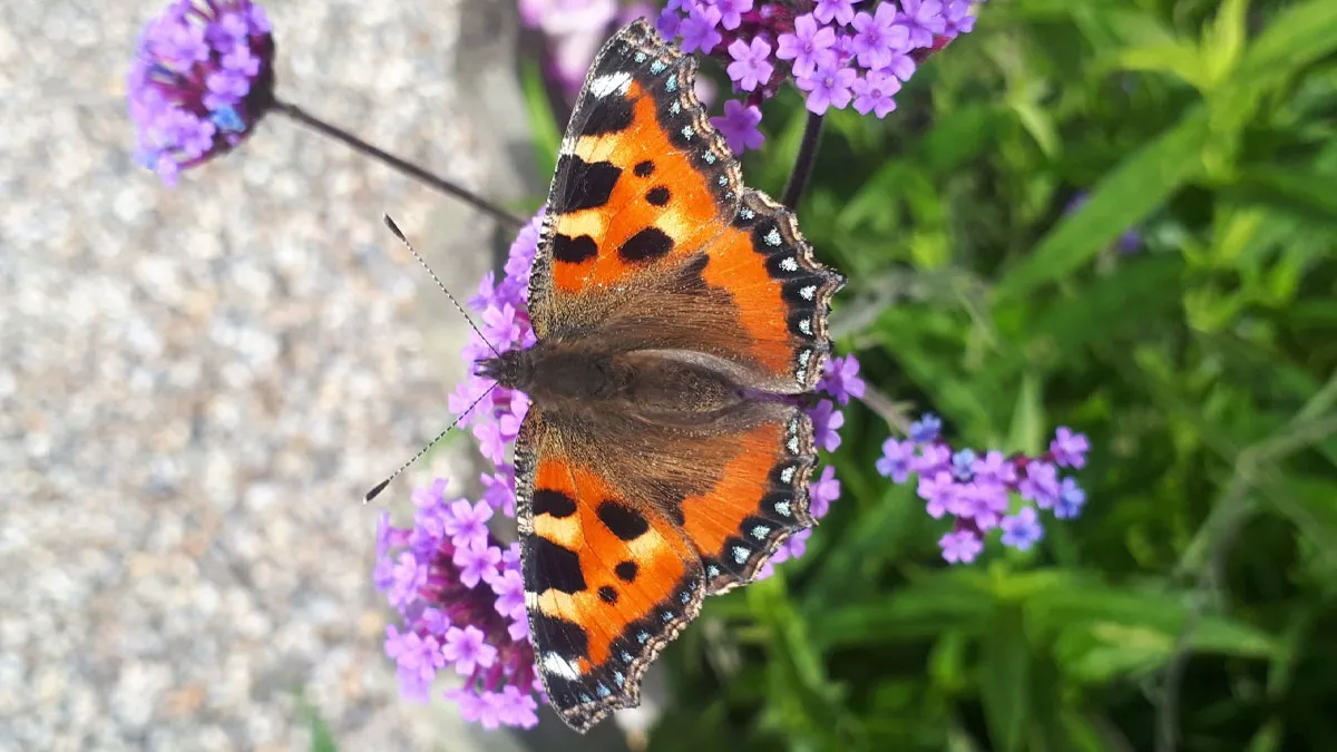 What Butterflies Teach Us About Transformation And Growth