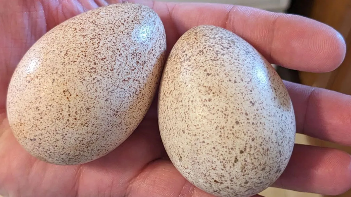 There's Only One Reason Why Folks Don't Really Eat Turkey Eggs And It Doesn't Have To Do With Taste